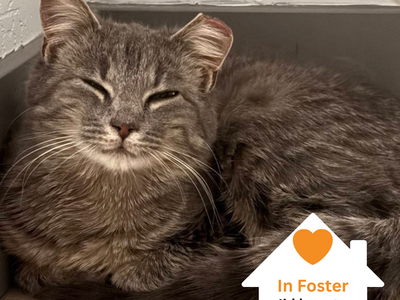 Hello my name is Heron