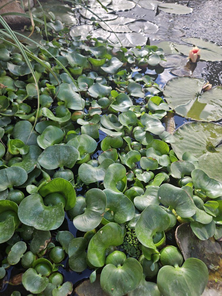 Pond plants water hyacinths from healthy pond!