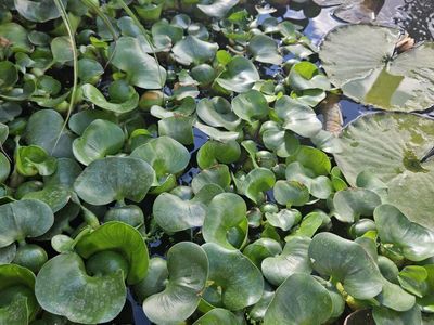 Pond plants water hyacinths from healthy pond!