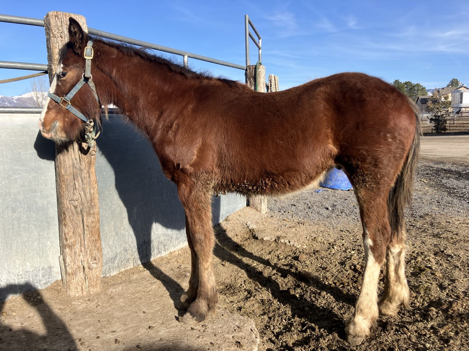 Draft x yearling geld