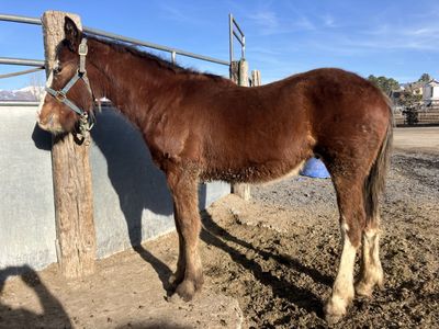 Draft x yearling geld