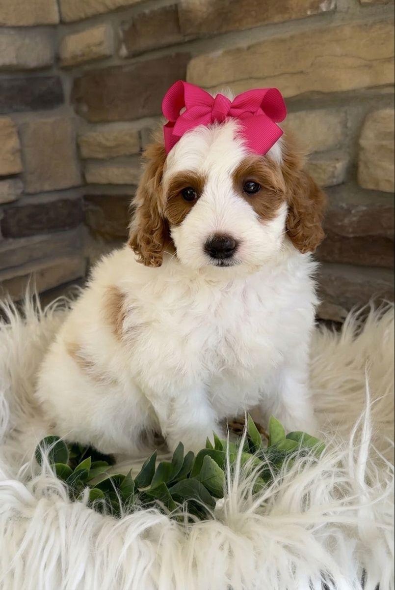 Goldendoodle, Goldendoodle Puppies, Doodle