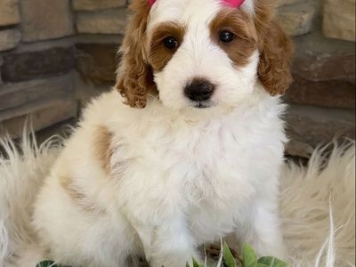 Goldendoodle, Goldendoodle Puppies, Doodle