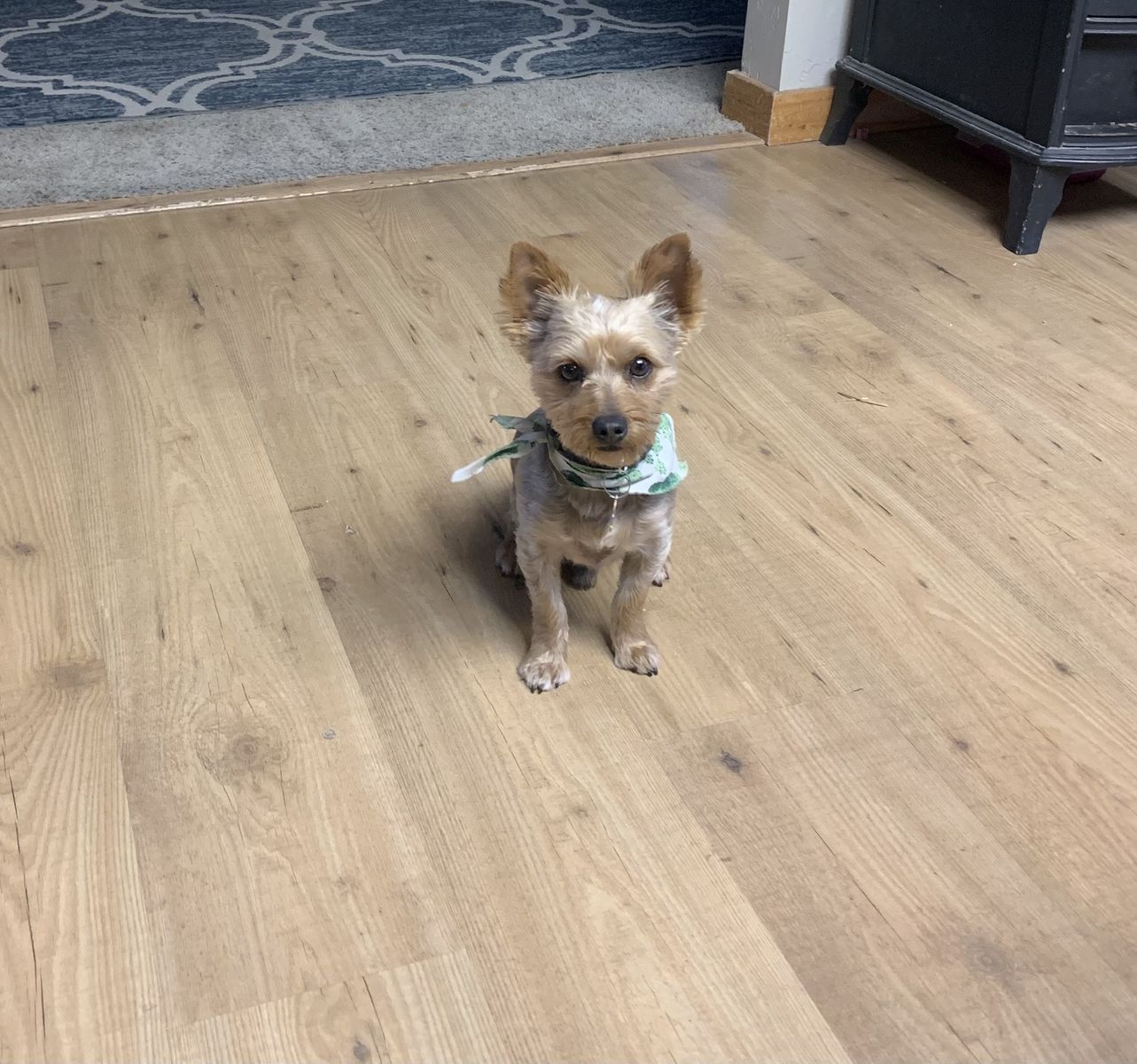 3 year old Male Yorkie