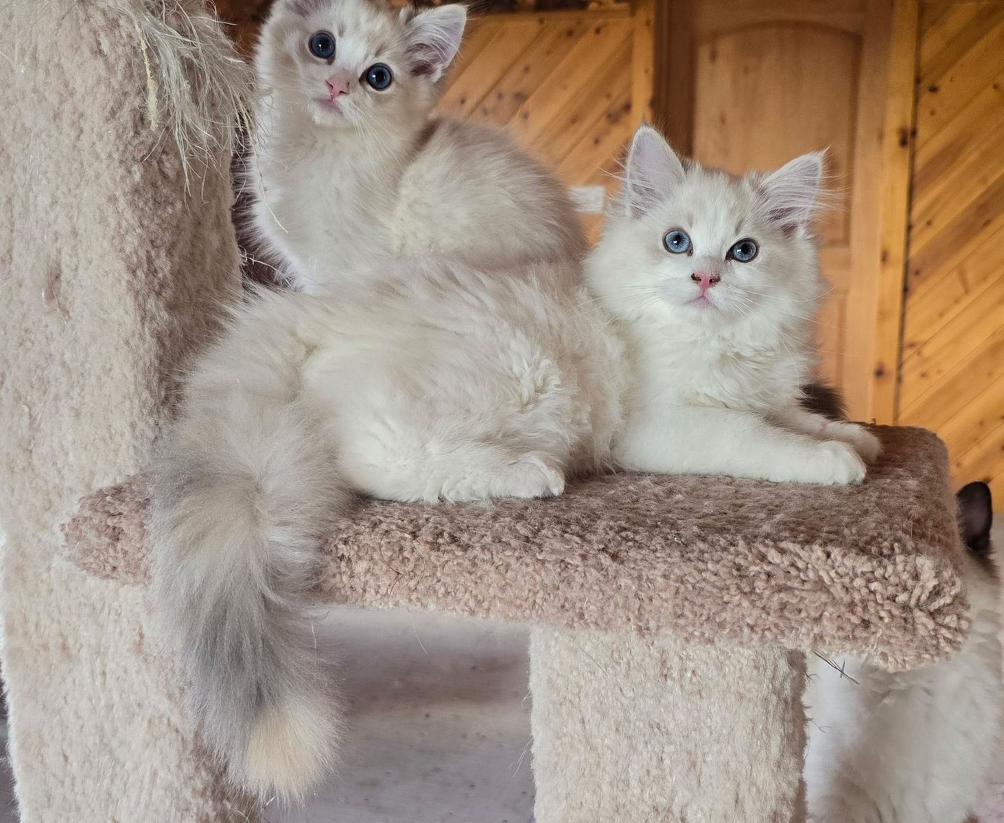 Highest quality, purebred ragdoll kittens