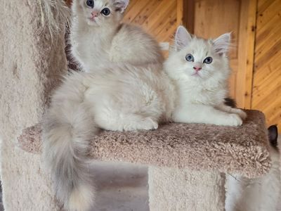 Highest quality, purebred ragdoll kittens