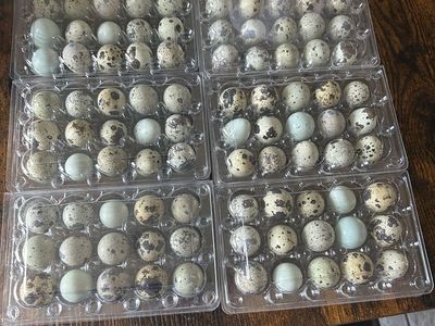 Quail eggs