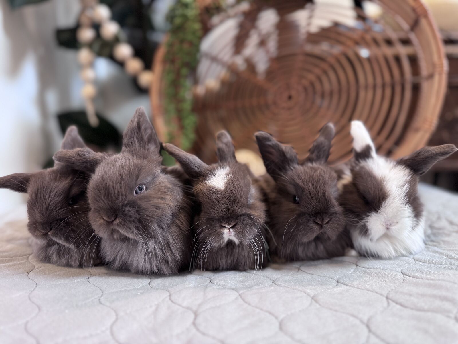 Pedigreed Holland Lops