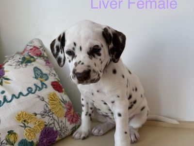 Dalmatian Puppies