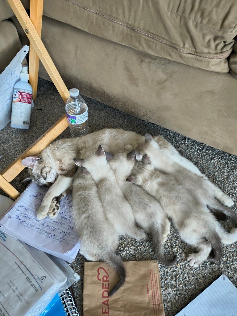 4 white with gray pattern kitties