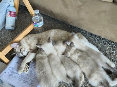 4 white with gray pattern kitties