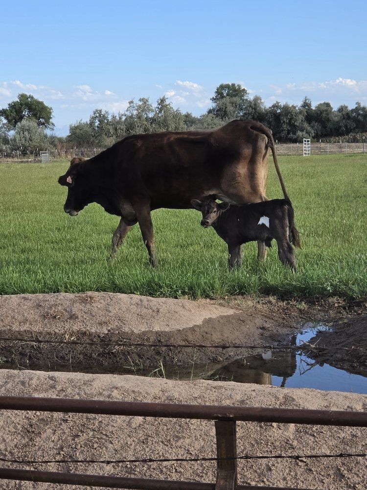 Cow and Calf Pair 