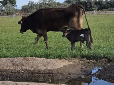 Cow and Calf Pair