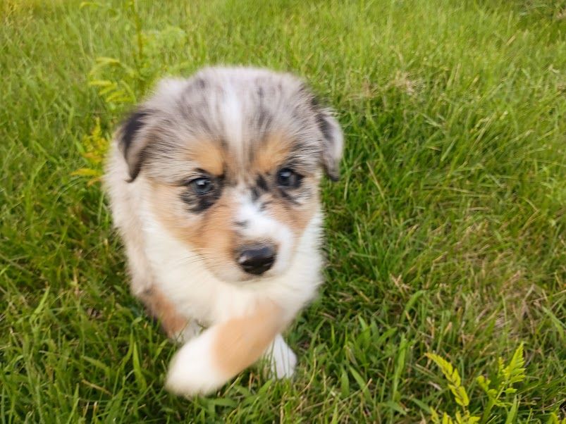 Australian Shepherd Puppies