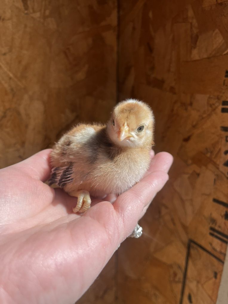 FREE ROOSTER CHICKS