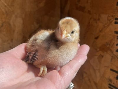 FREE ROOSTER CHICKS