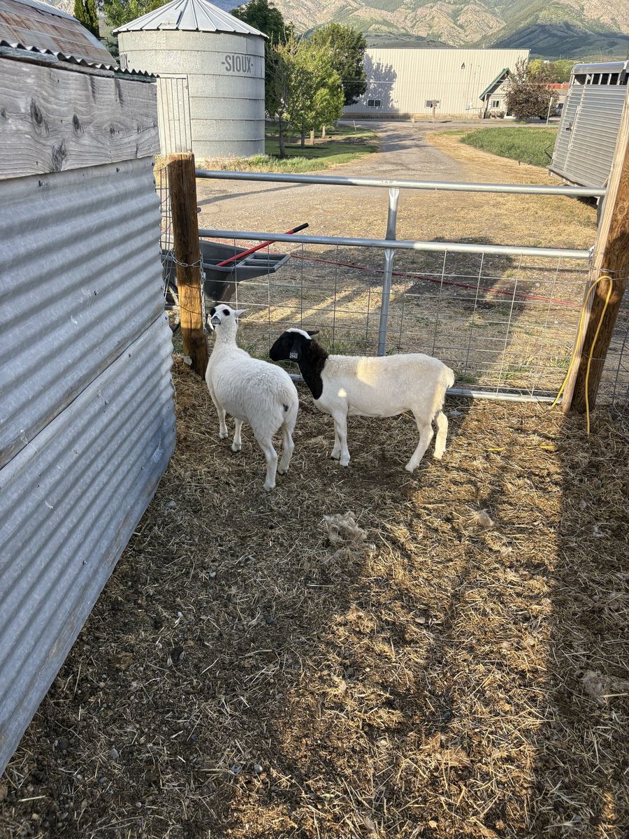 Dorper/Katahdin Crossed Ewe Lambs