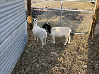 Dorper/Katahdin Crossed Ewe Lambs