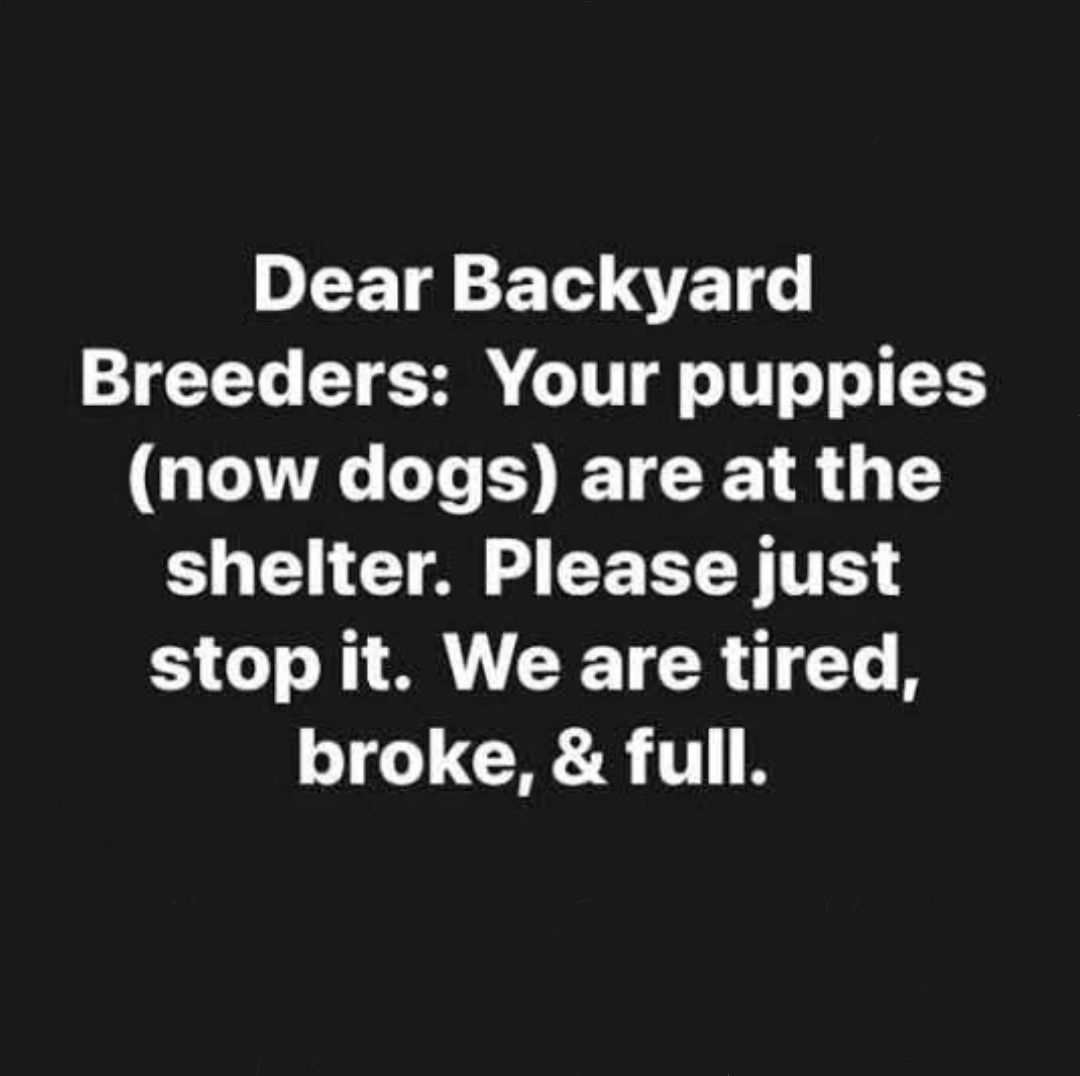 So You Want A Malinois..