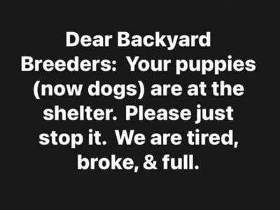 So You Want A Malinois..