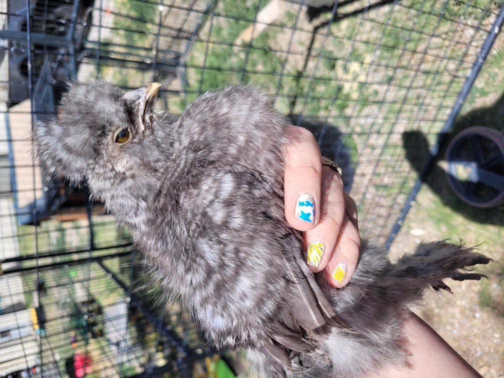 silkie