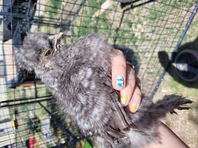 silkie