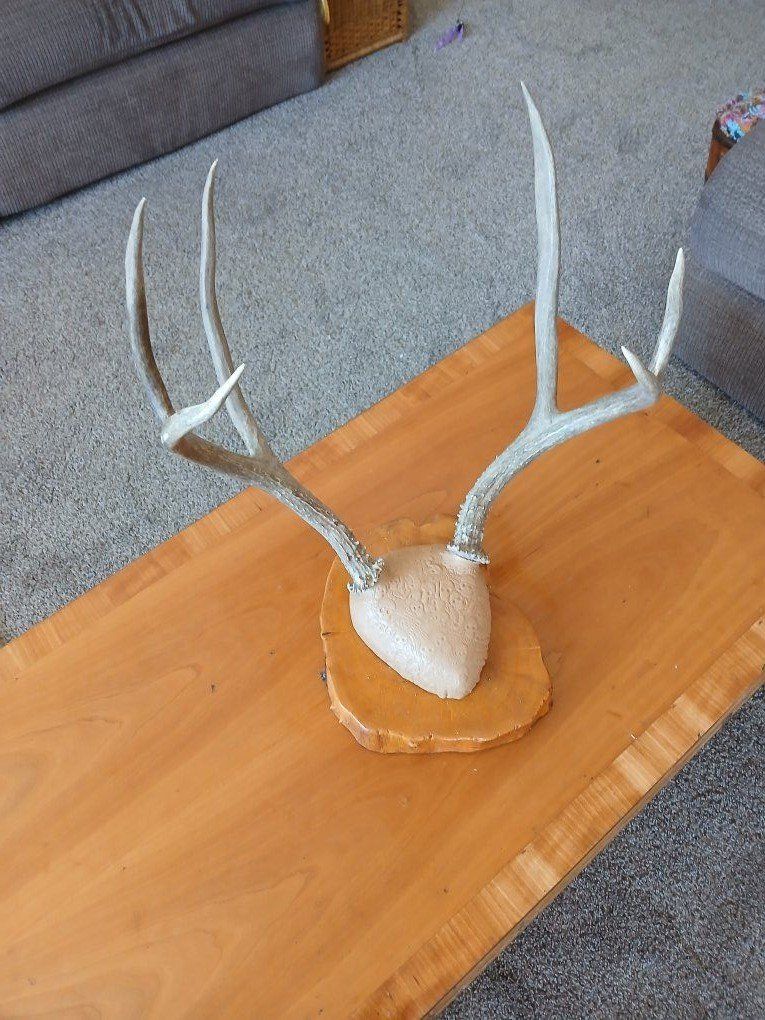 Antlers mounted