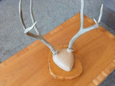 Antlers mounted