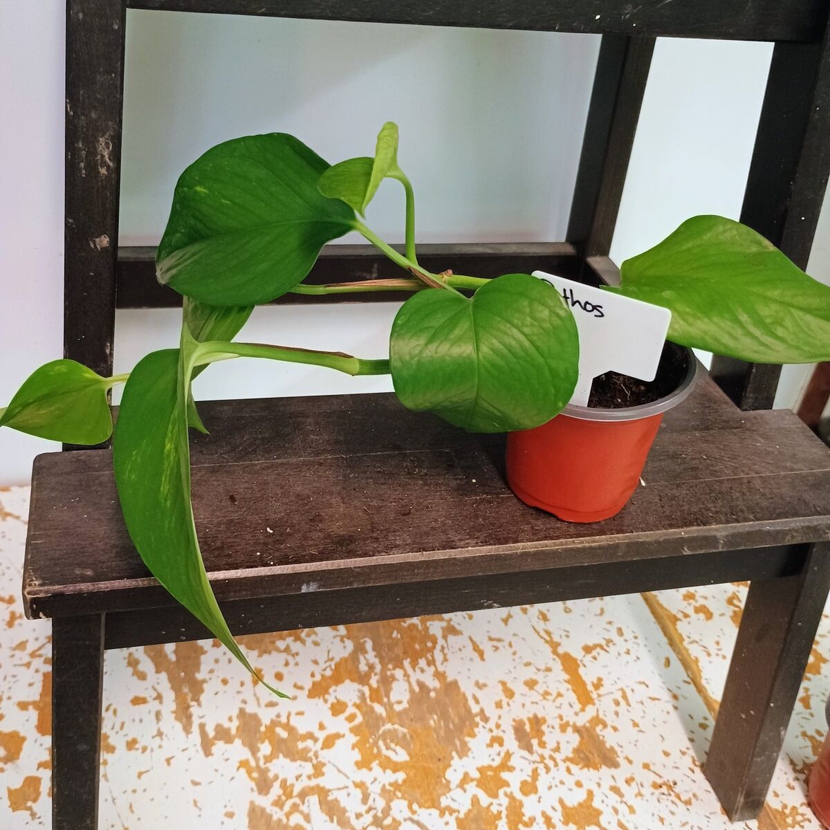 Pothos plant.