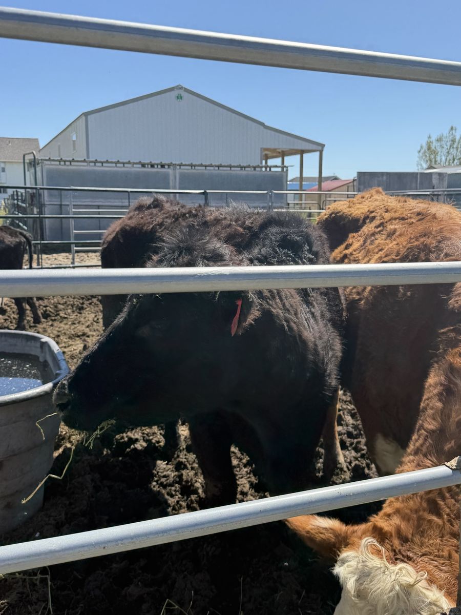 Angus Cow