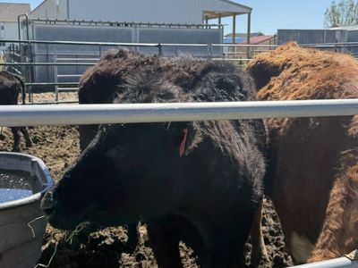 Angus Cow