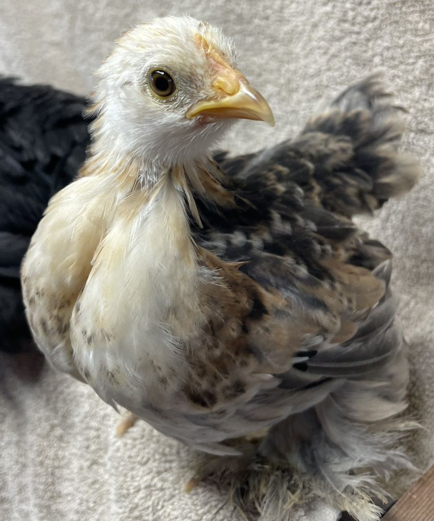 4 Week Old Bantam Cochin Chicks