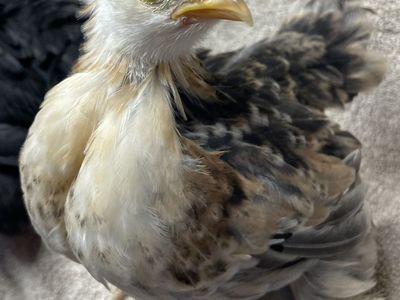 4 Week Old Bantam Cochin Chicks