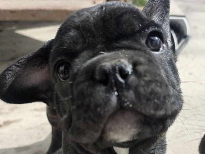 French Bulldog Blue collar Male Frenchie bull dog Puppies' Puppy