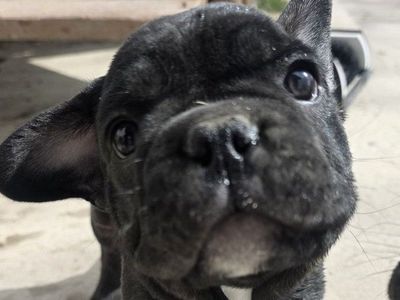 French Bulldog Blue collar Male Frenchie bull dog Puppies' Puppy