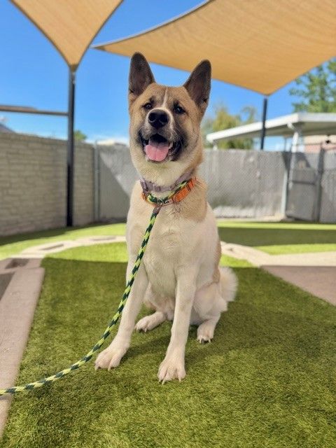 A163169 Ruth is Available for Adoption!