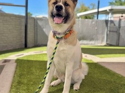 A163169 Ruth is Available for Adoption!
