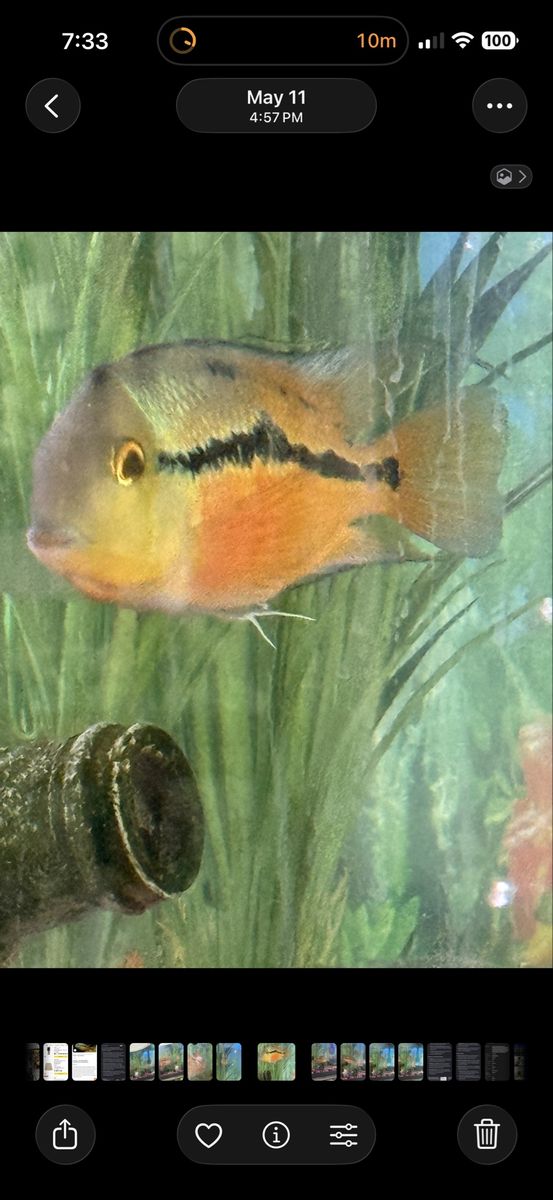 Adult Nicaraguan Cichlid