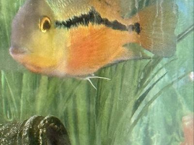 Adult Nicaraguan Cichlid