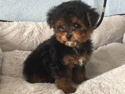 Teddy Yorkiepoo Puppy Yorkie Poodle Yorkshire