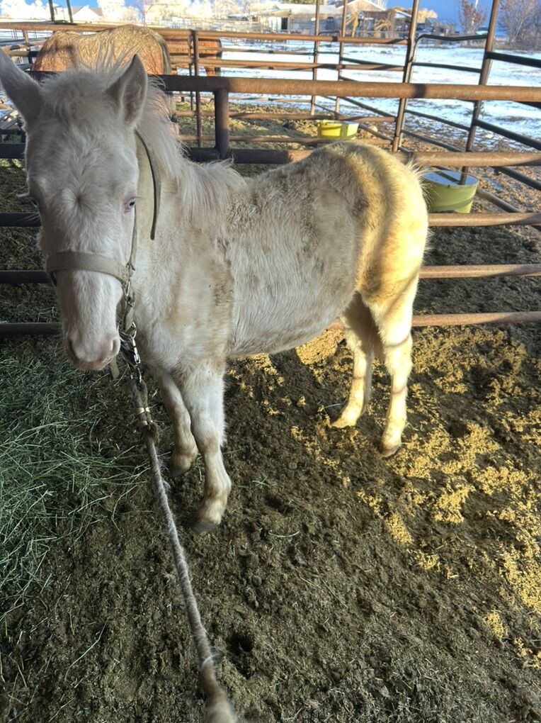 Cremello Filly