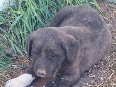 Great Pyrenees / Great Dane Mix