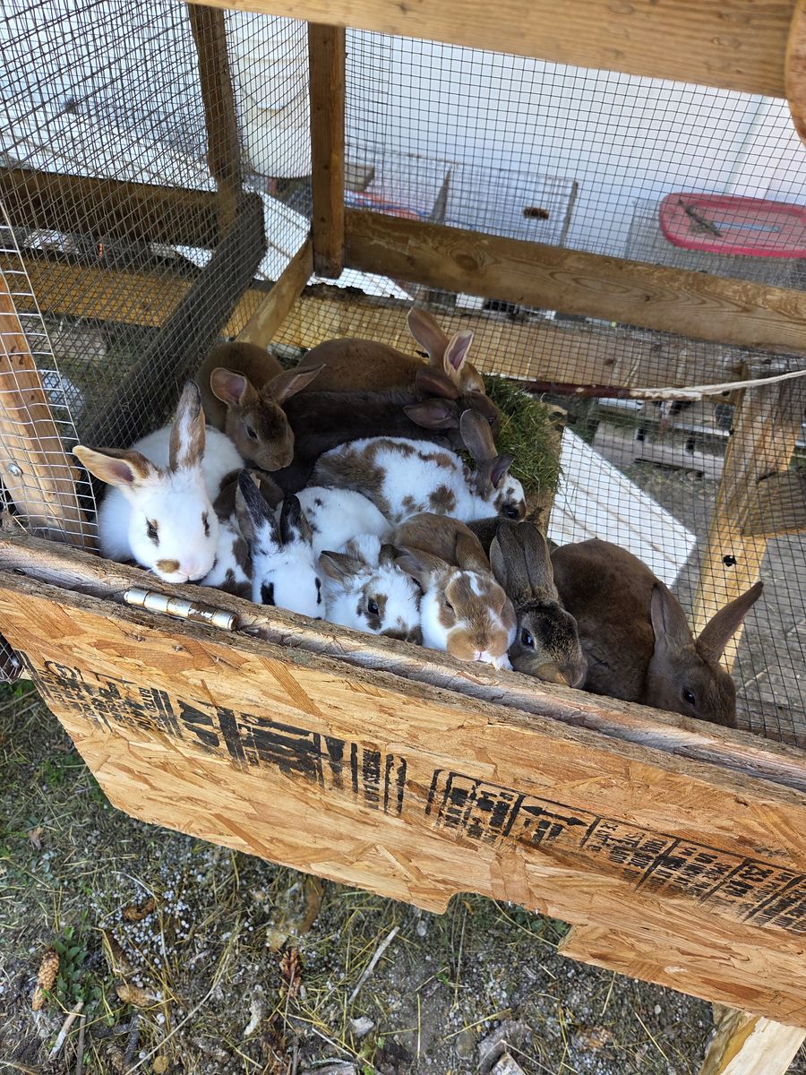 12 week+ meat rabbits