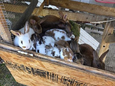 12 week+ meat rabbits