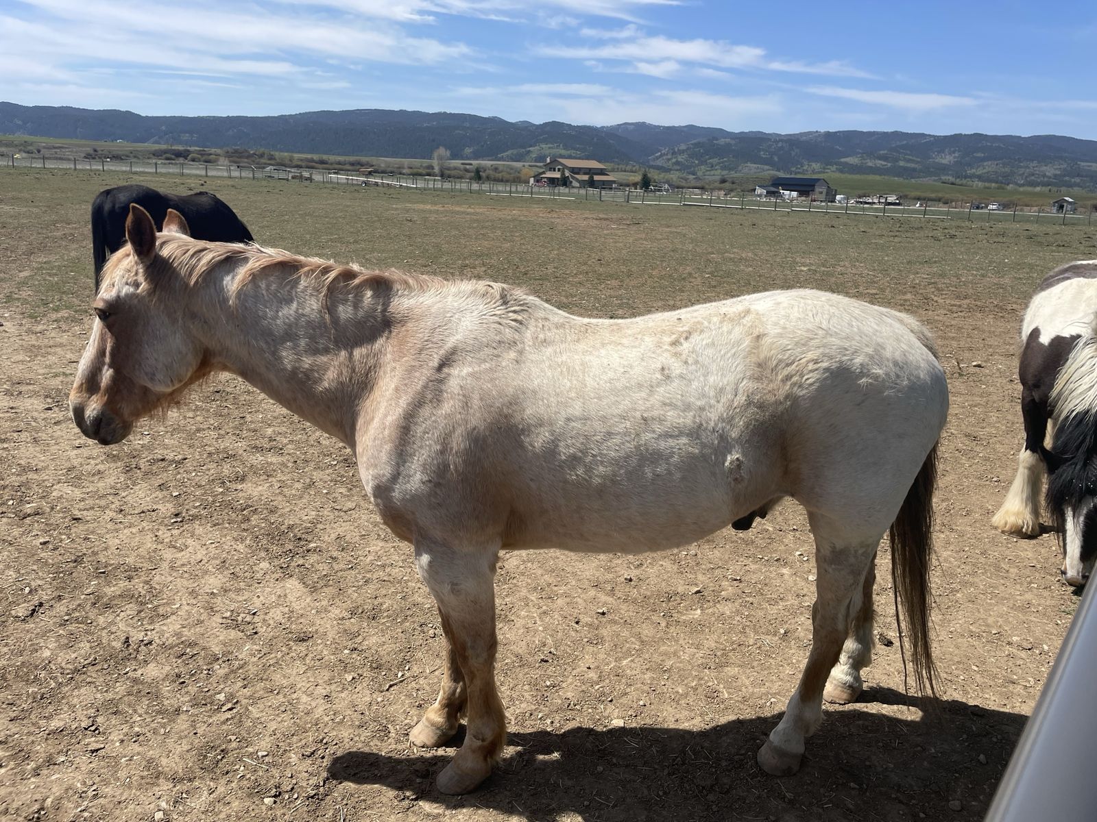 23 year old Red Roan gelding.