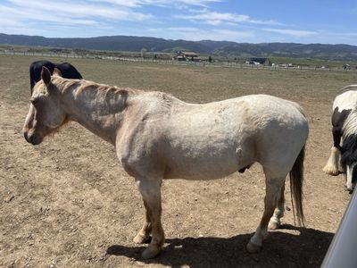 23 year old Red Roan gelding.