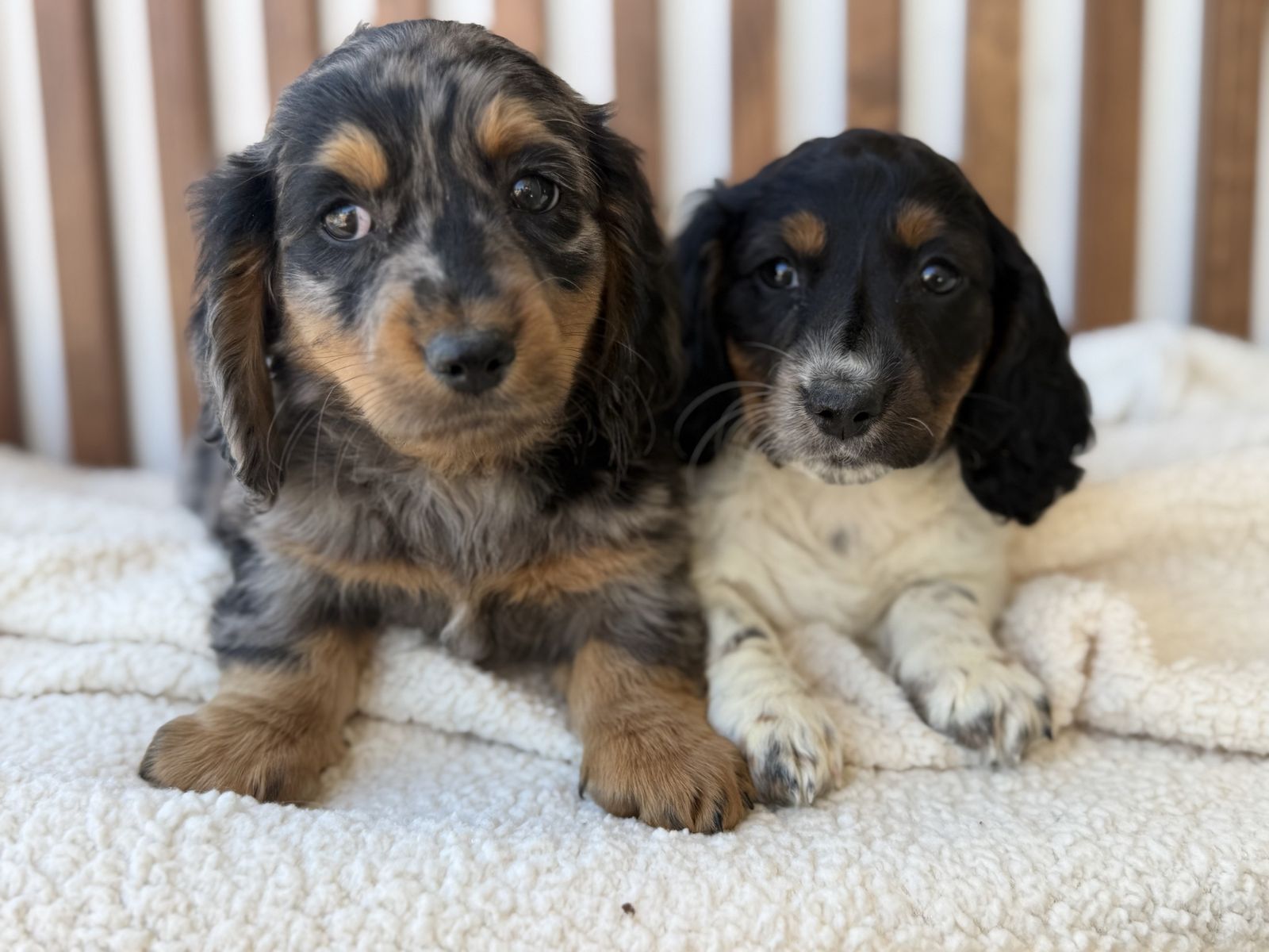 MINI DACHSHUNDS LONG AND SHORT HAIR