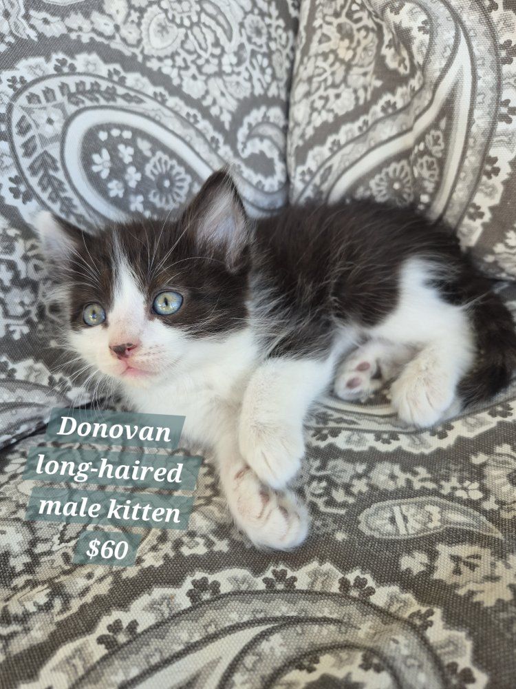 Great with kids and dogs! friendly cuddly kittens!