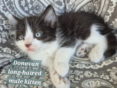 Great with kids and dogs! friendly cuddly kittens!
