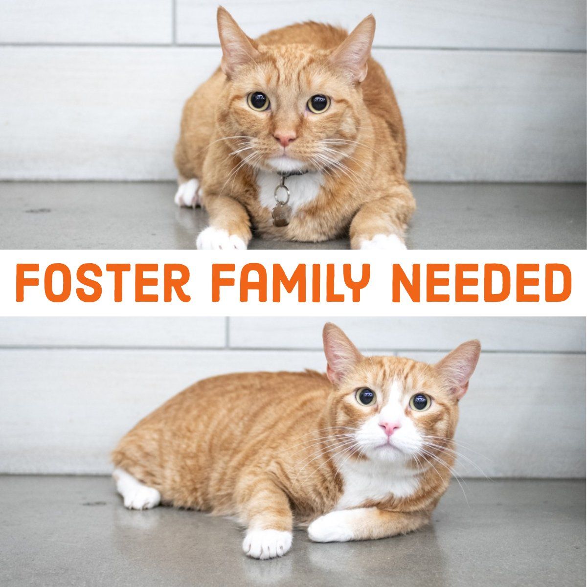 Foster Family Needed!